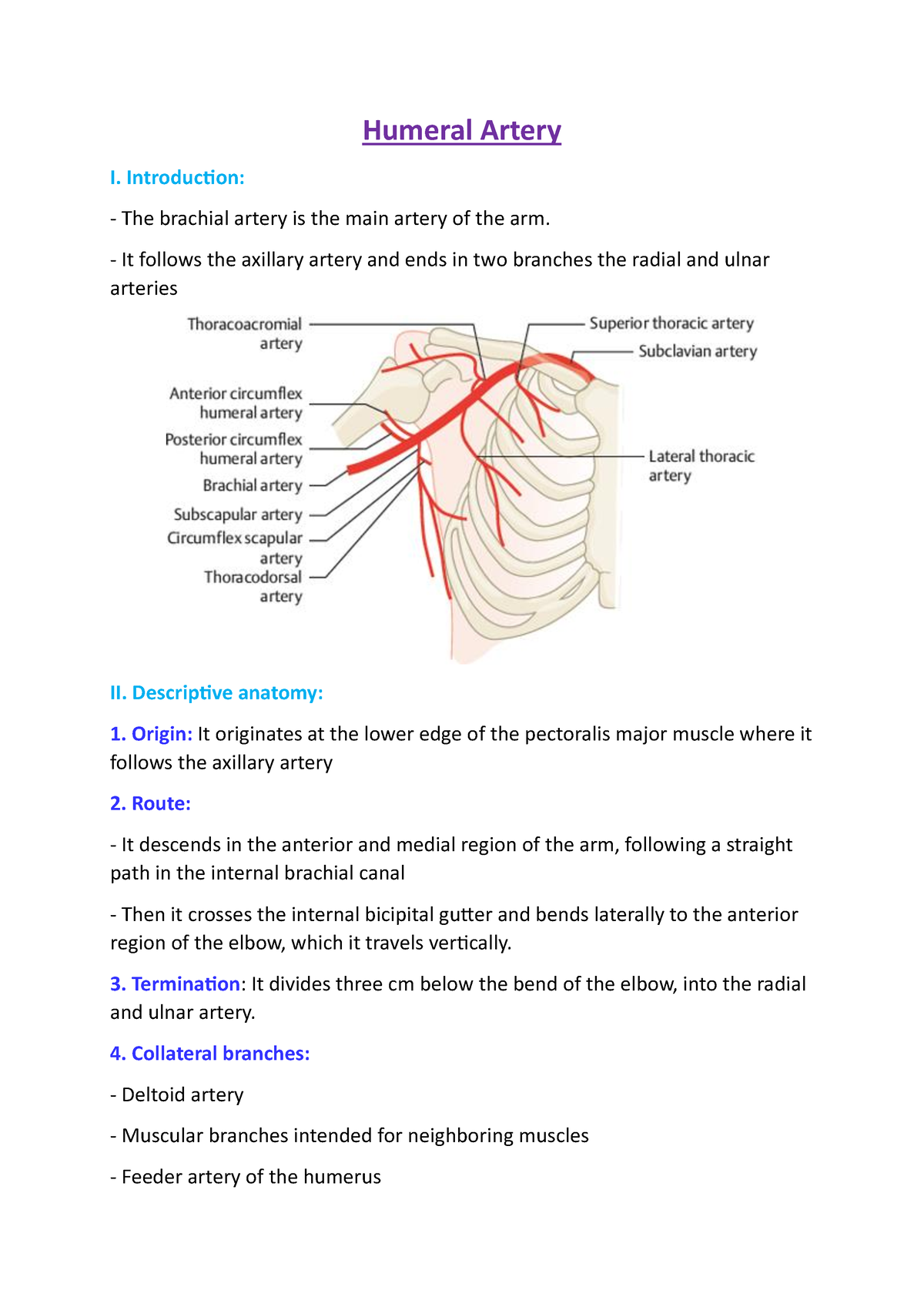 Humeral Artery - Introduction: The Brachial Artery Is The Main Artery 