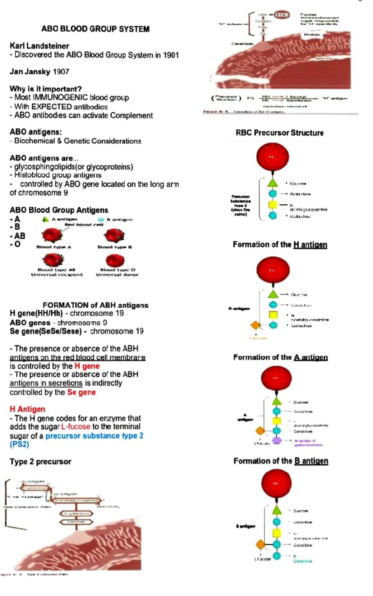 ABO Blood Group System glycosphingolipids(or glycoproteins