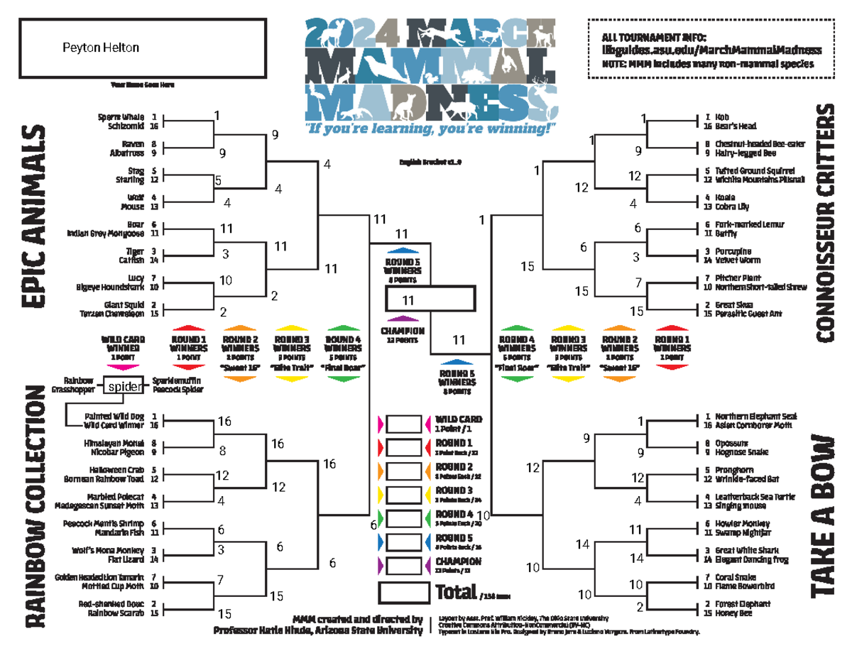 MMM bracket 2024 Peyton Helton spider Studocu