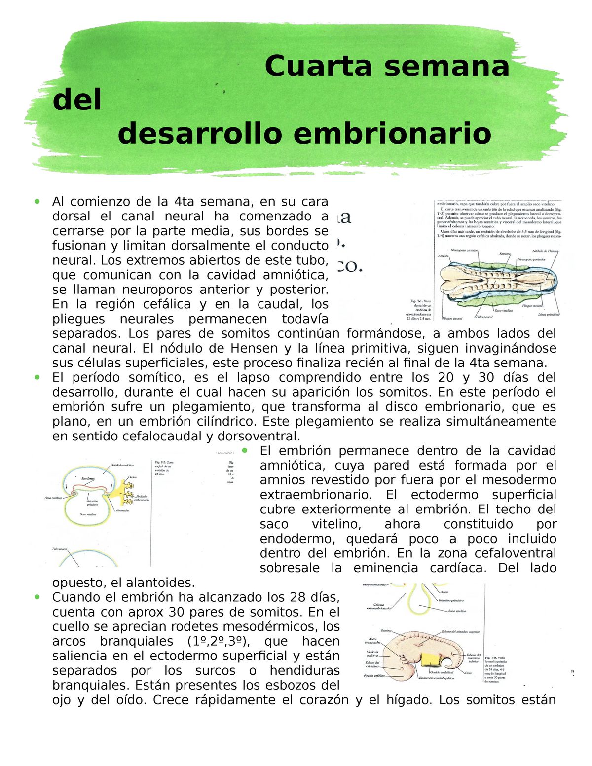 Cuarta Semana Del Desarrollo Cuarta Semana Del Desarrollo Embrionario Al Comienzo De La 4ta 9471