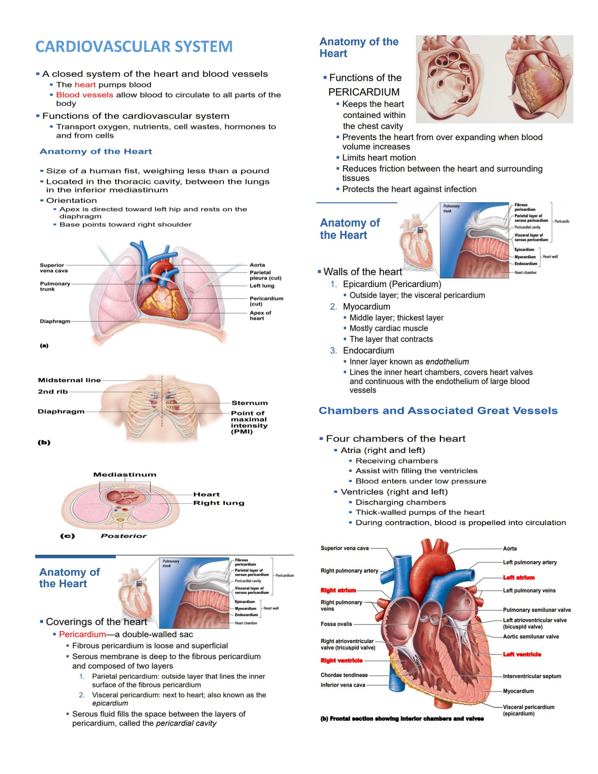 Cardiovascular- System - Advanced Social Psychology - CARDIOVASCULAR ...