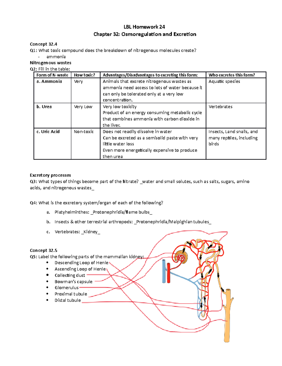 LBL24 - Osmo Excretion - Professor Micheal Jorgensen - LBL Homework 24 ...