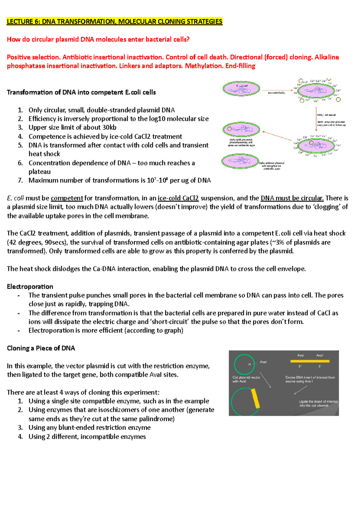 Lecture 6 - Lec notes - LECTURE 6: DNA TRANSFORMATION, MOLECULAR ...