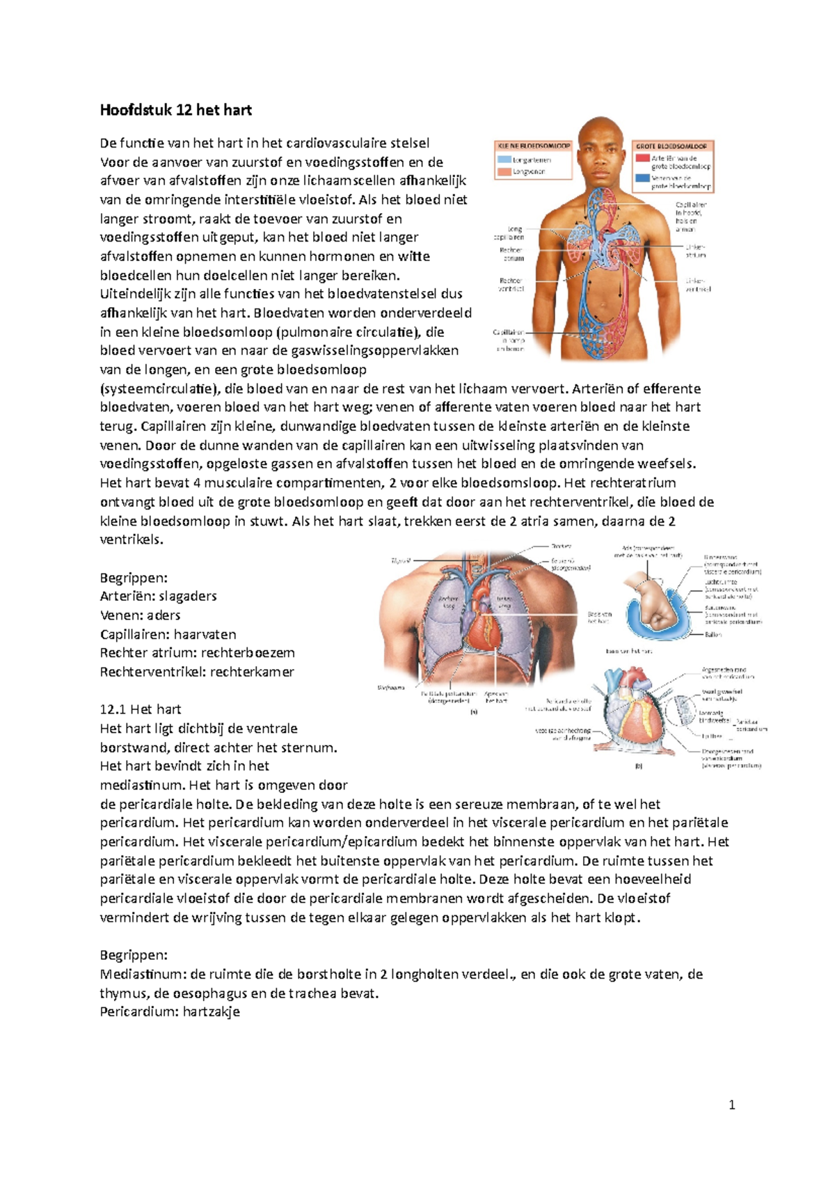 Samenvatting Hoofdstuk 12 Het Hart (002) - Hoofdstuk 12 Het Hart De ...