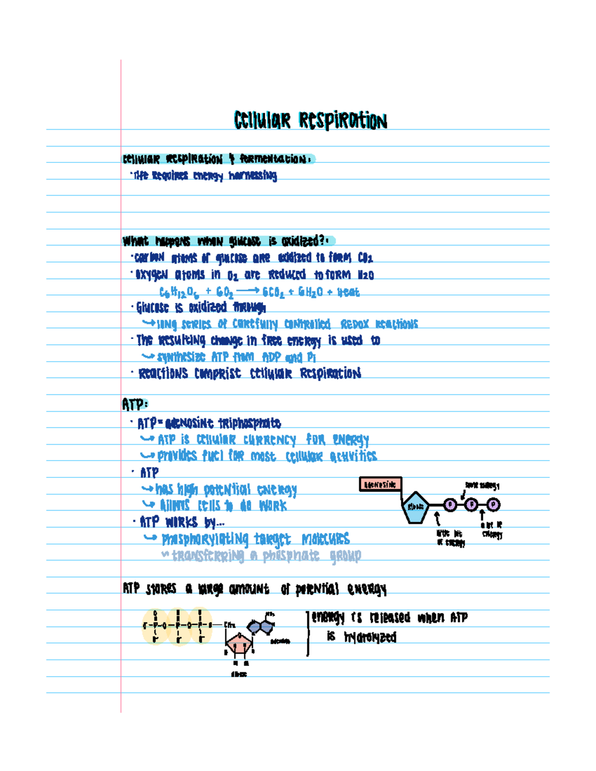 Note Feb 3, 2023 - Professor England Semester 2 Unit 1 Biology Notes ...