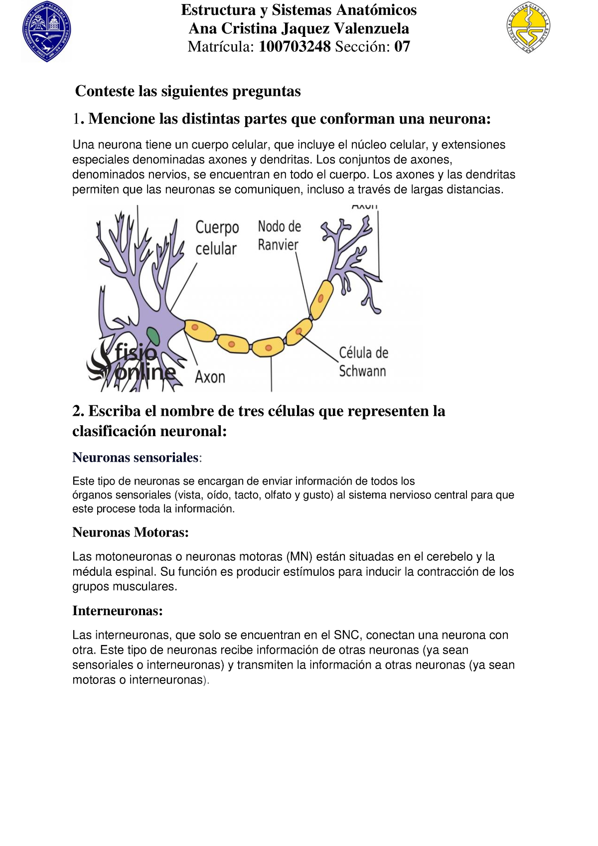 Sistema Nervioso - Material De Repaso Para Examen Espero Les Ayude ...