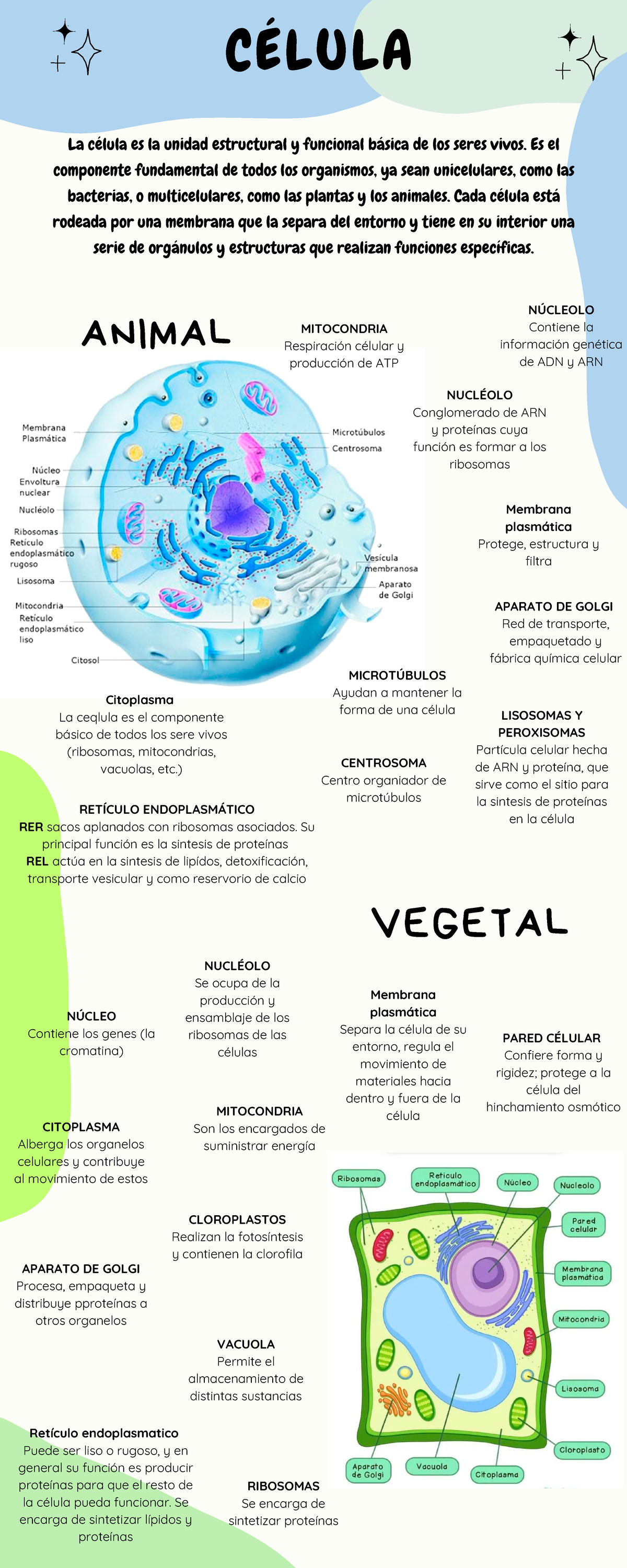 Célula eucariota y procariota - CÉLULA ANIMAL VEGETAL CÉLULA RIBOSOMAS ...