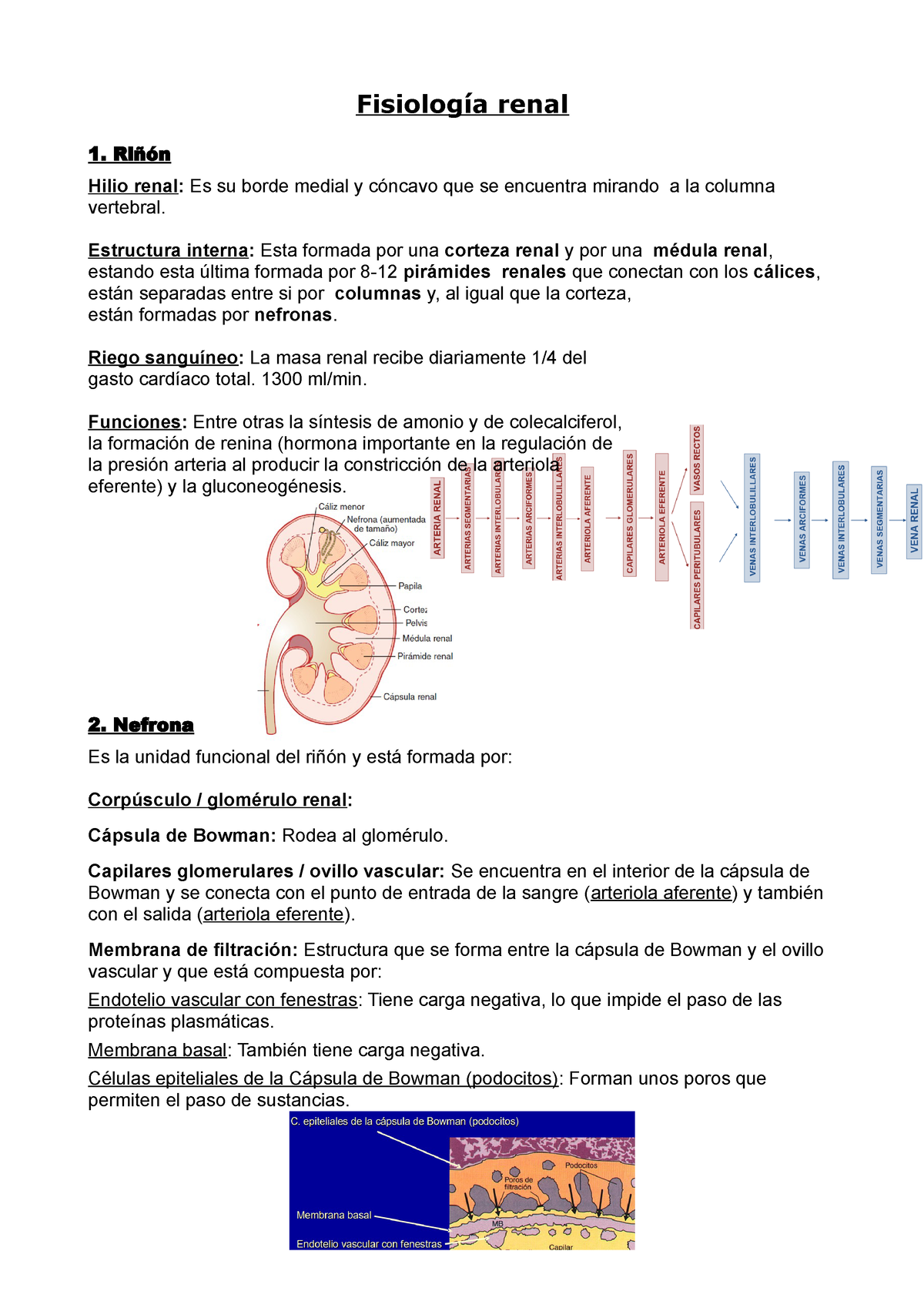 Fisio Sistema renal Riñón y nefrona Fisiología renal Riñón Hilio renal Es su borde medial y