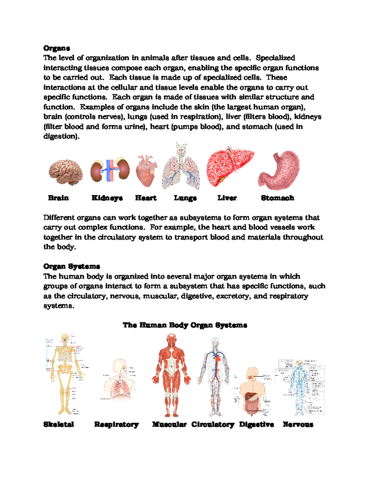 Body Systems Reading - Organs The level of organization in animals ...