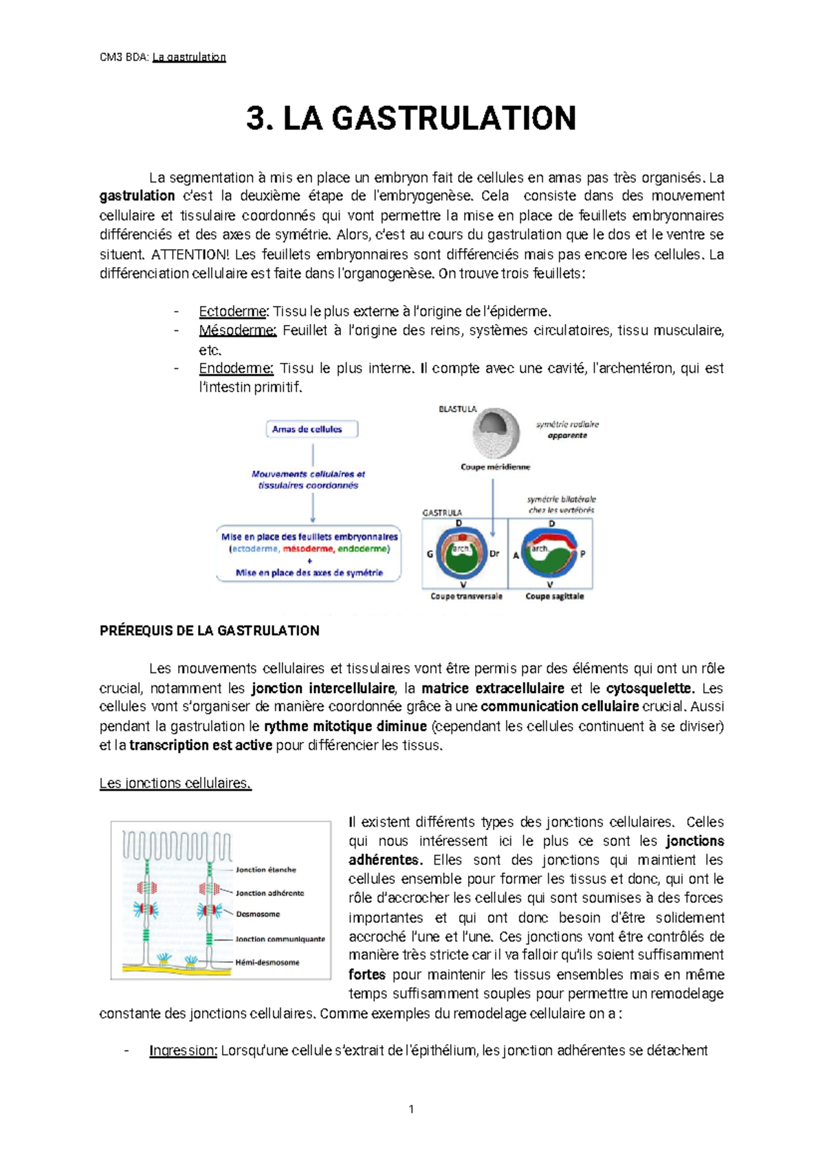 3. La gastrulation - Notes de cours 3 - 3. LA GASTRULATION La ...
