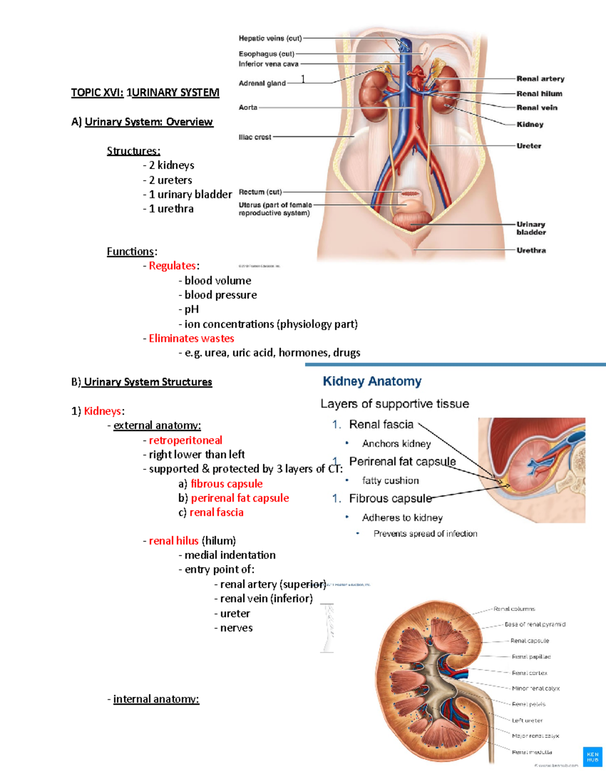 Chapter 15 The Urinary System Packet Answers Alpinemoms