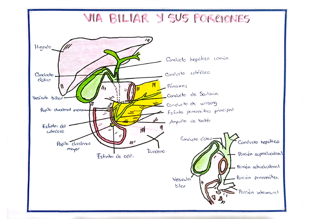 Dibujos DE LA VIA Biliar - VIA BILIAR y SUS PORCIONES Higodo Conducto ...