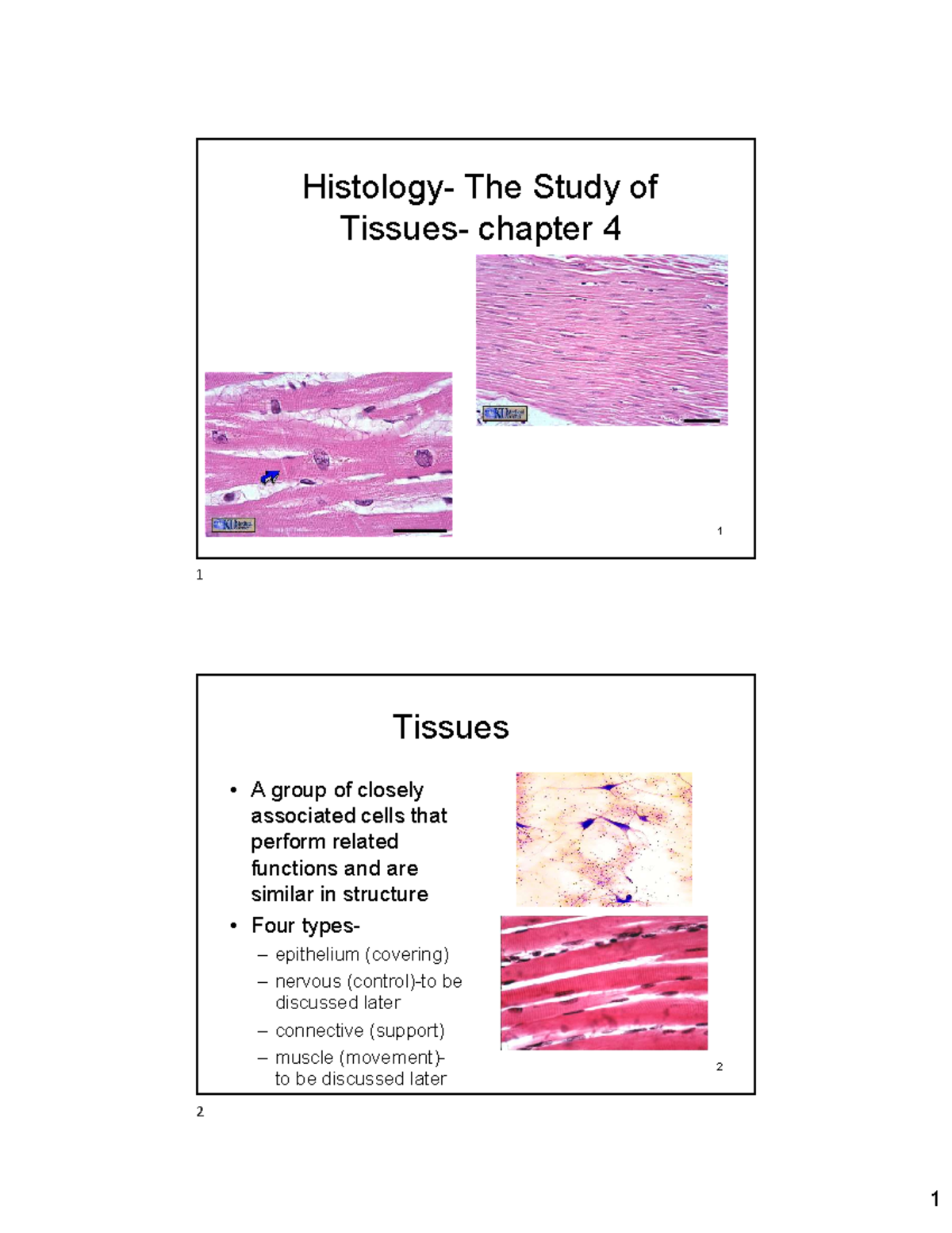 Human body & Tissues - 1 Histology- The Study of Tissues- chapter 4 2 ...