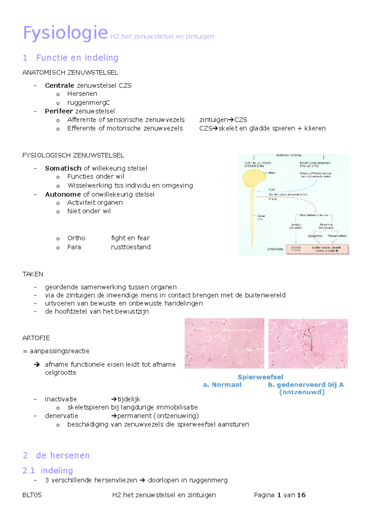 BLT05 H2 Het Zenuwstelsel En Zintuigen - Fysiologie H2 Het Zenuwstelsel ...