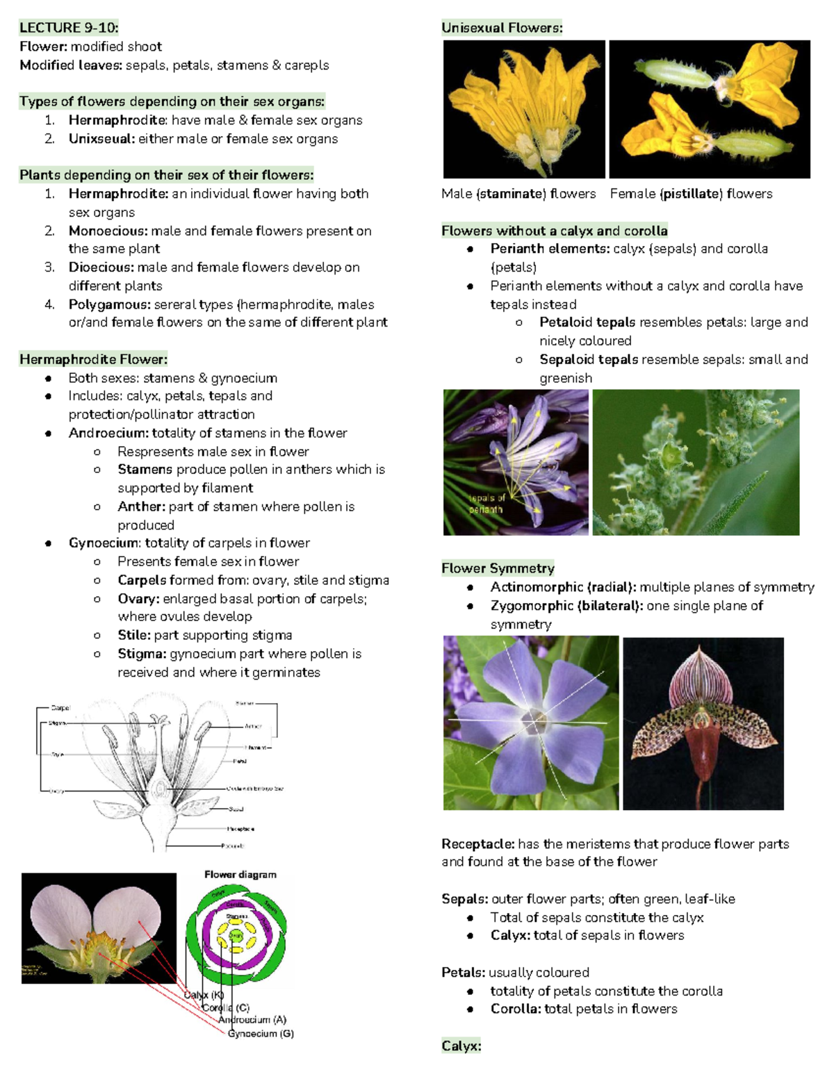 Final Exam exam notes LECTURE 910 Flower modified shoot Modified