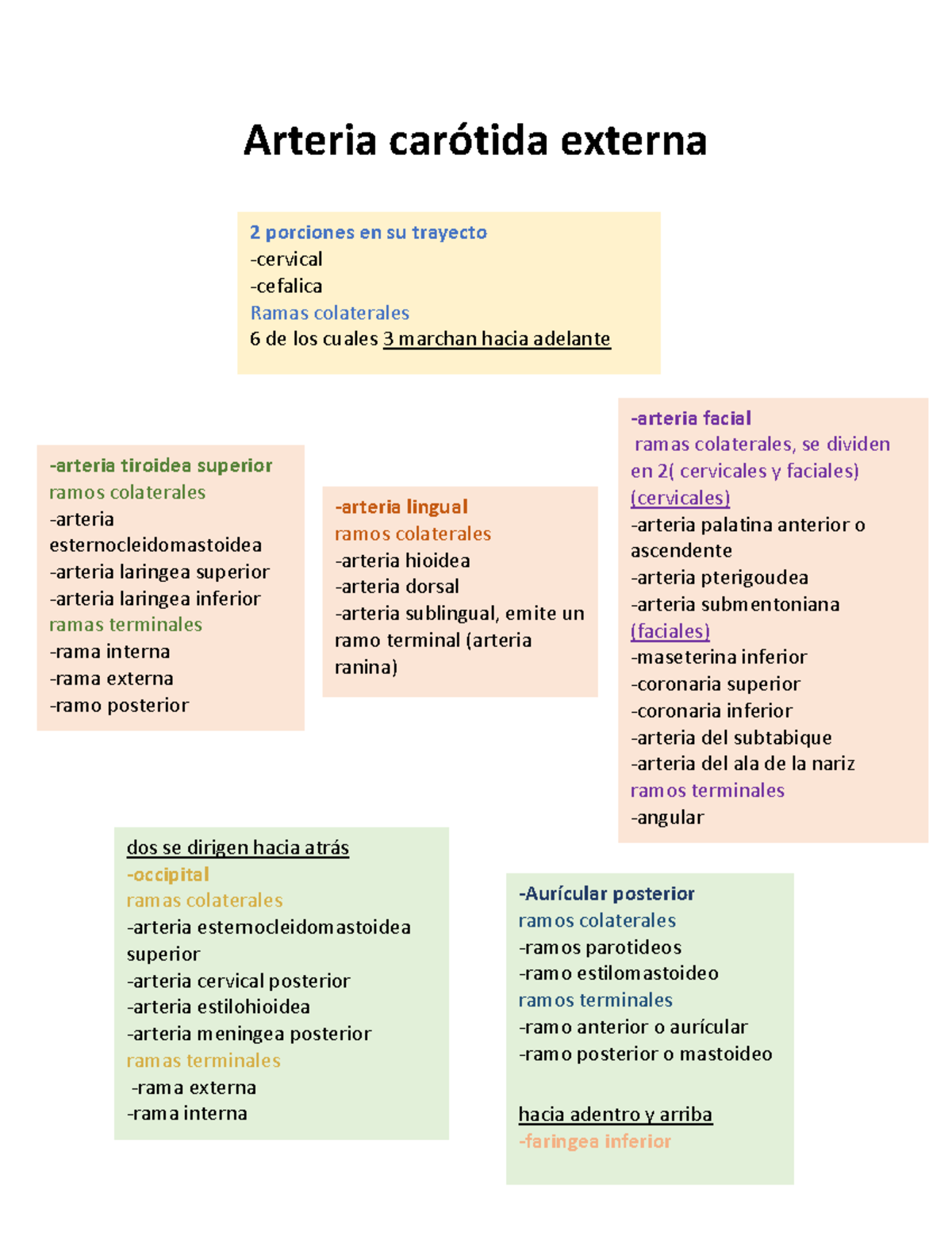 documento-arteria-car-tida-externa-arteria-car-tida-externa-2