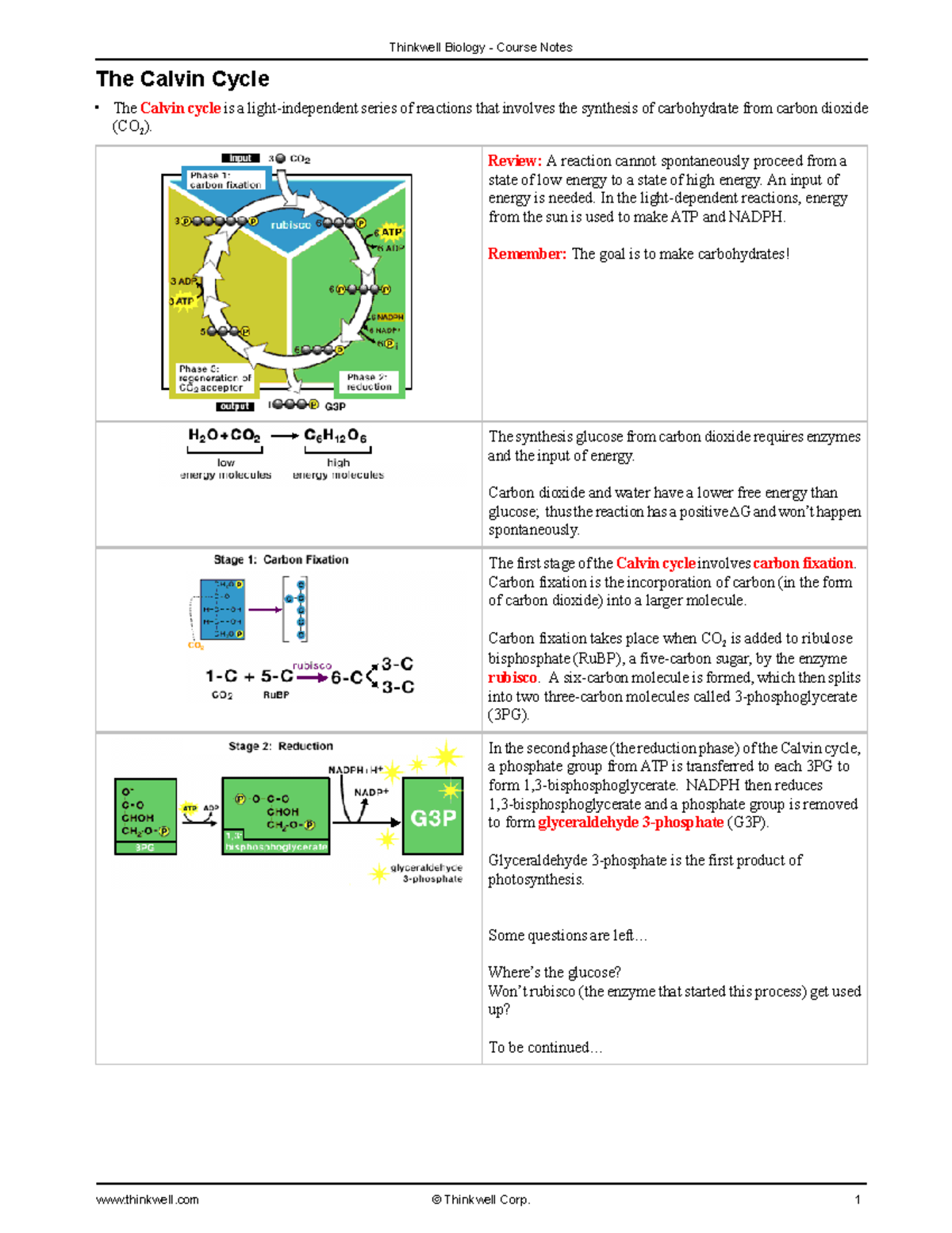 The Calvin Cycle – Nature’s Tiny Factory