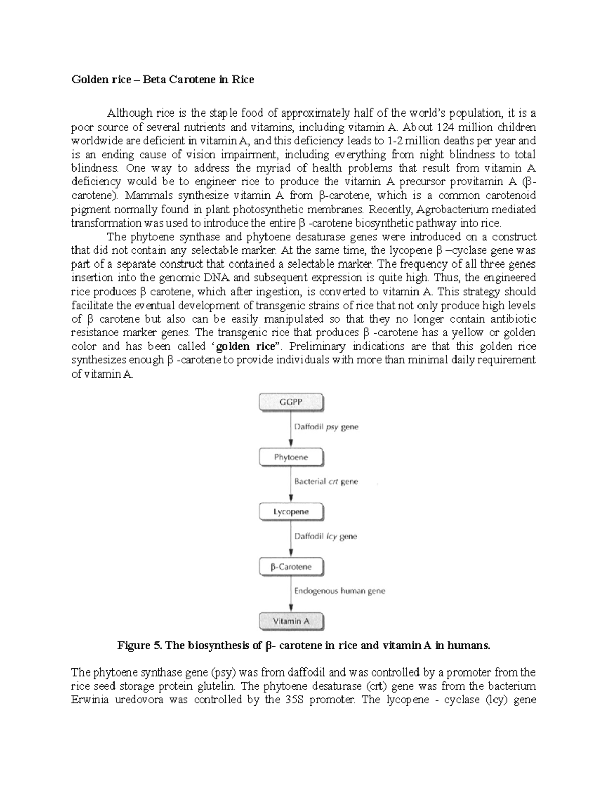 Beta Carotene In Rice Lecture Notes Golden Rice Beta Carotene In