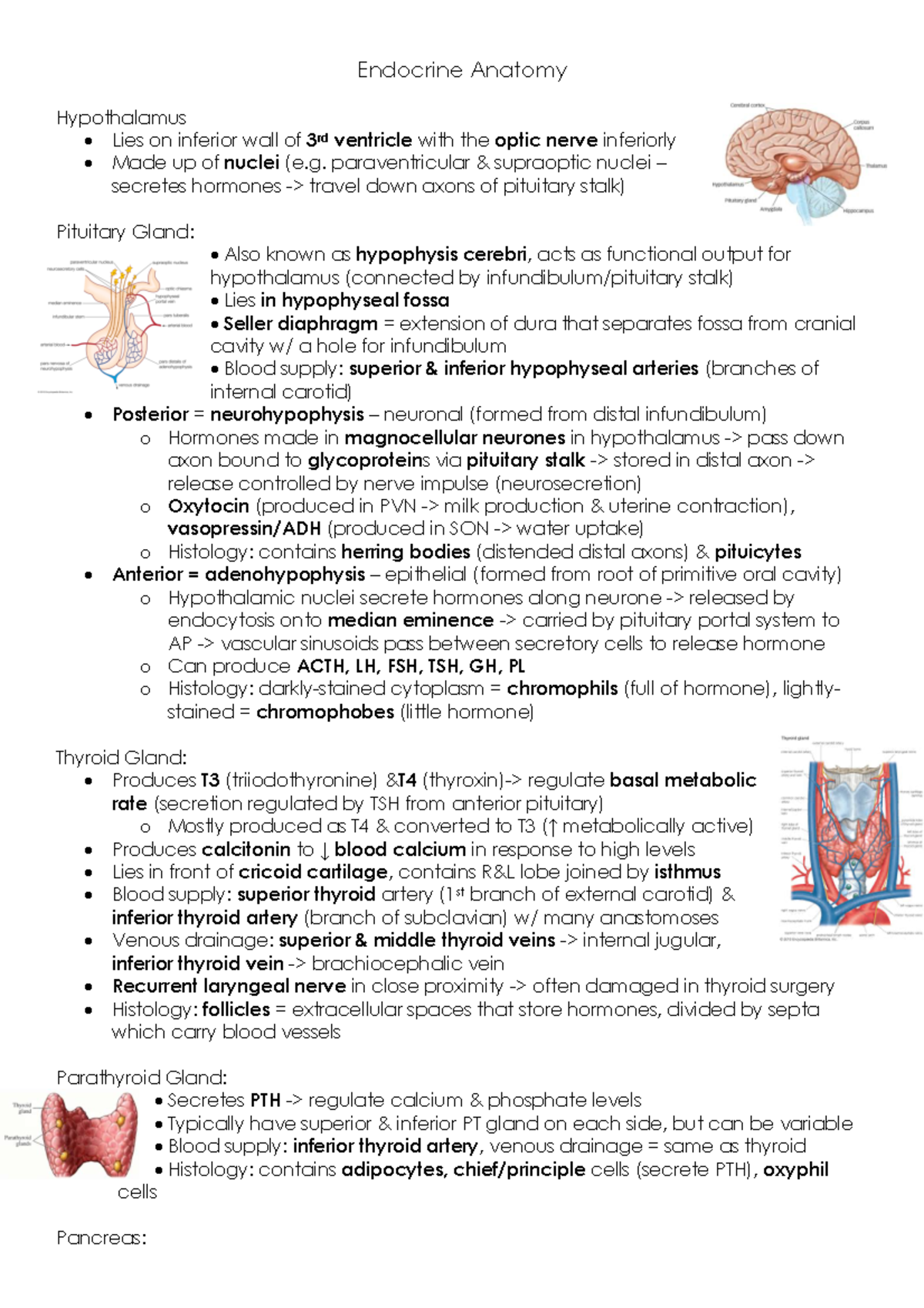 Lecture 2 Endocrine Anatomy - Endocrine Anatomy Hypothalamus - Lies on ...