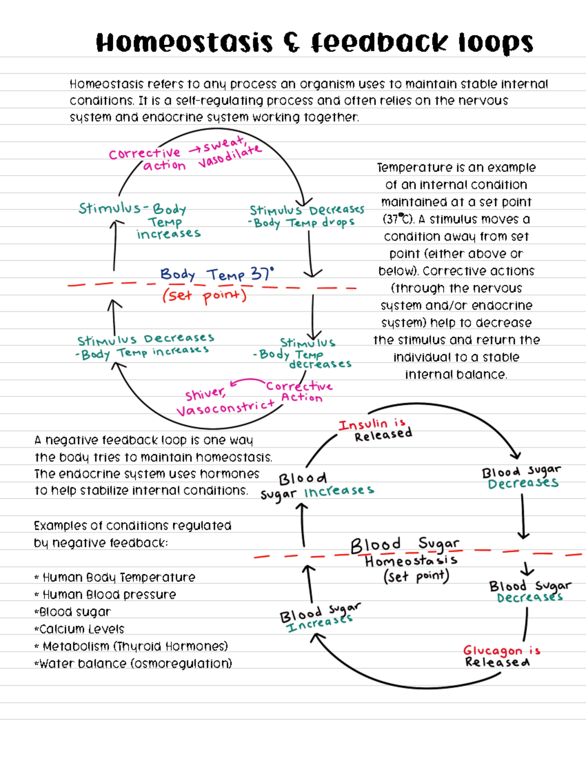 Feedback Loops Notes Positive Negative Loops Ap Biology Unit Homeostasis Feedback