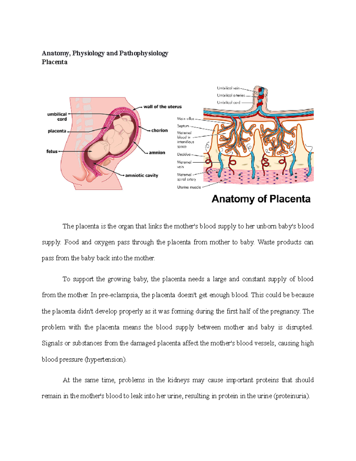 Anatomy, Physiology, And Pathophysiology Placenta - Anatomy, Physiology ...