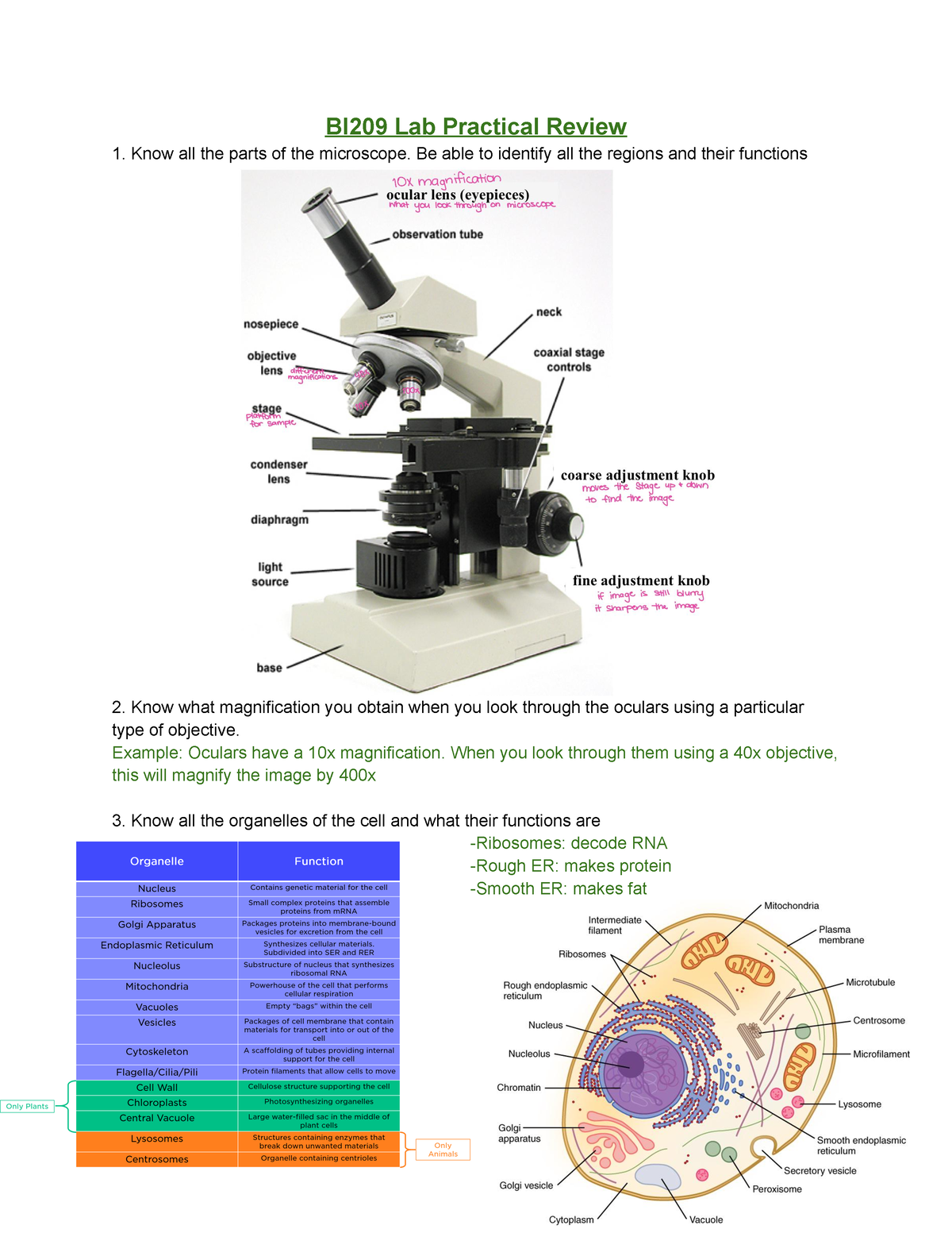 A&P Lab Practical 2 Review - BI209 Lab Practical Review Know All The ...