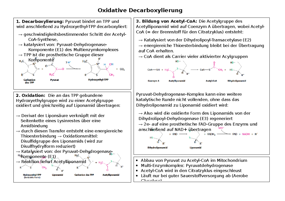 Oxidative Decarboxylierung Oxidative Decarboxylierung Decarboxylierung Pyruvat bindet an TPP