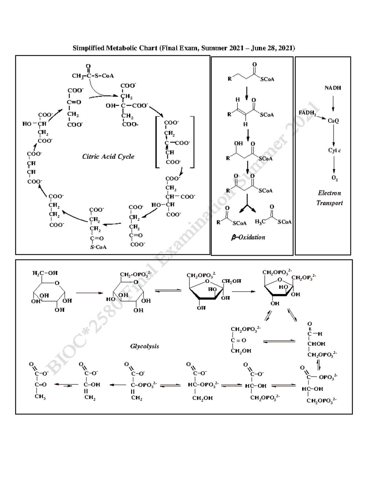 Metabolic Chart- bioc 2580 - Simplified Metabolic Chart (Final Exam ...