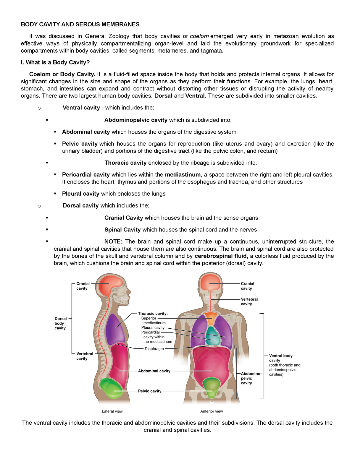 Body Cavities, Serous Membranes, and Tissue Membranes – Medical
