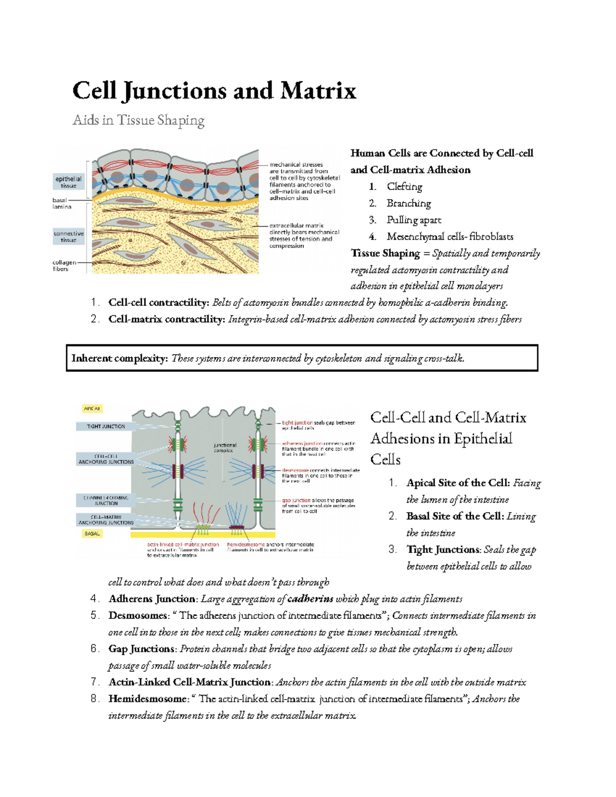 Cell Junctions and Matrix - Clefting 2. Branching 3. Pulling apart 4 ...