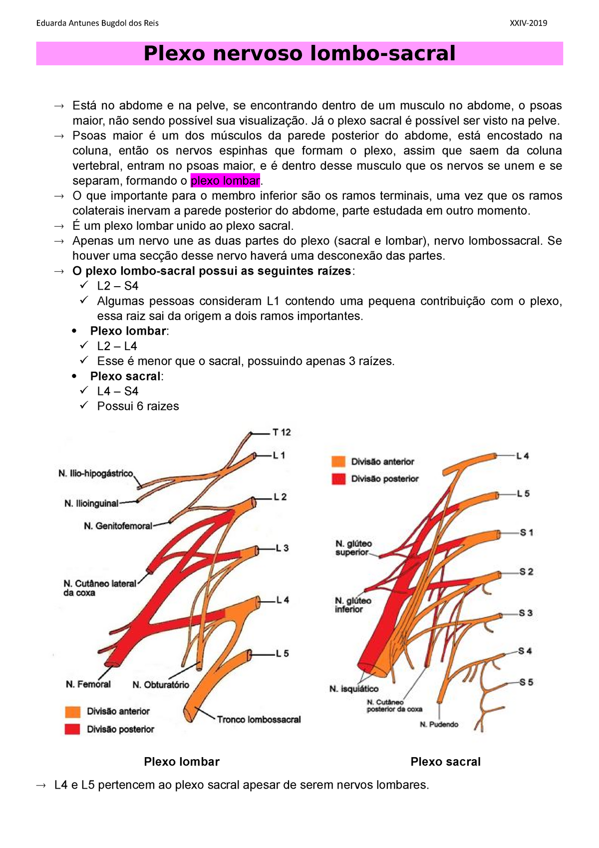 Plexo nervoso lombosacral Plexo nervoso lombo sacral Está no abdome e na pelve se