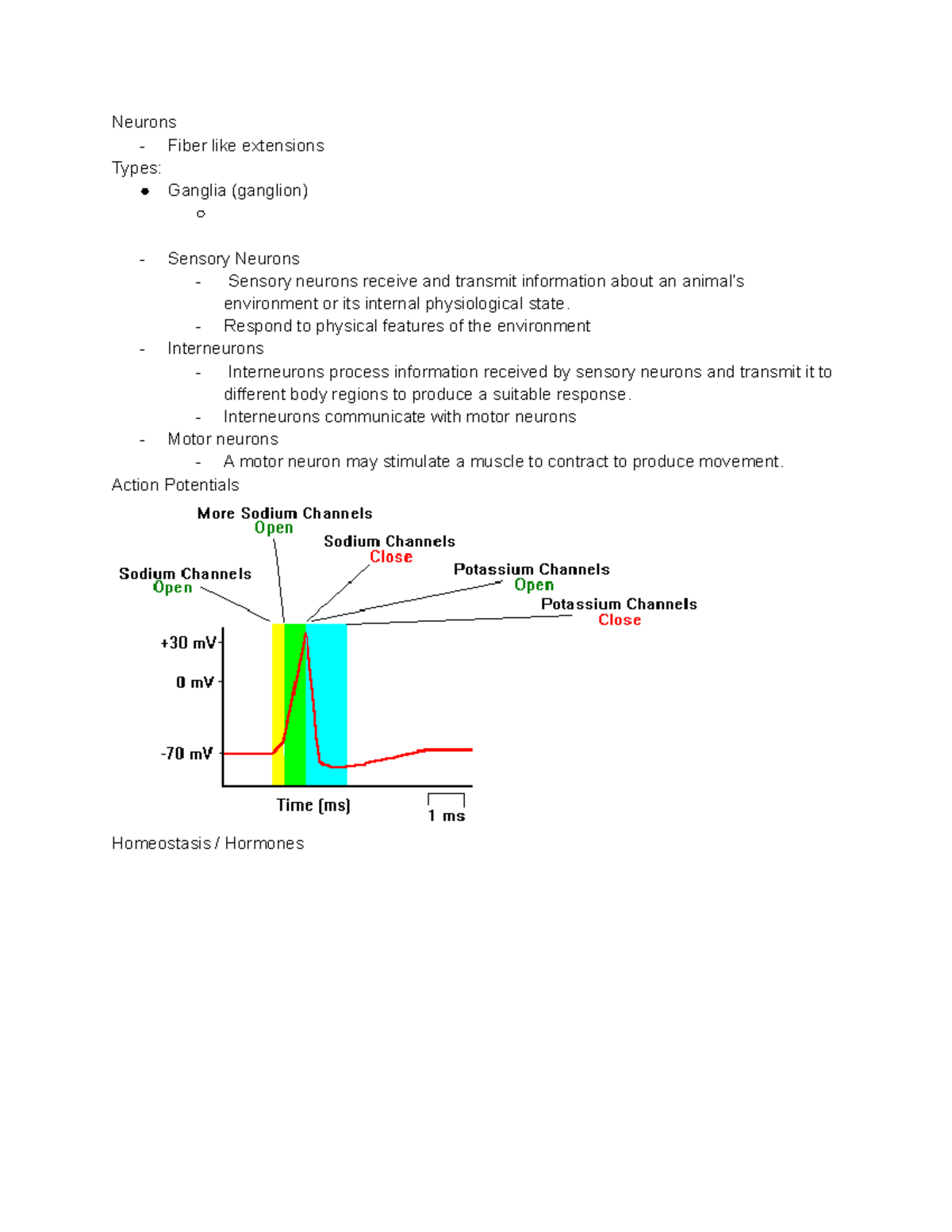 7C Midterm - Neurons - Fiber like extensions Types: Ganglia (ganglion ...