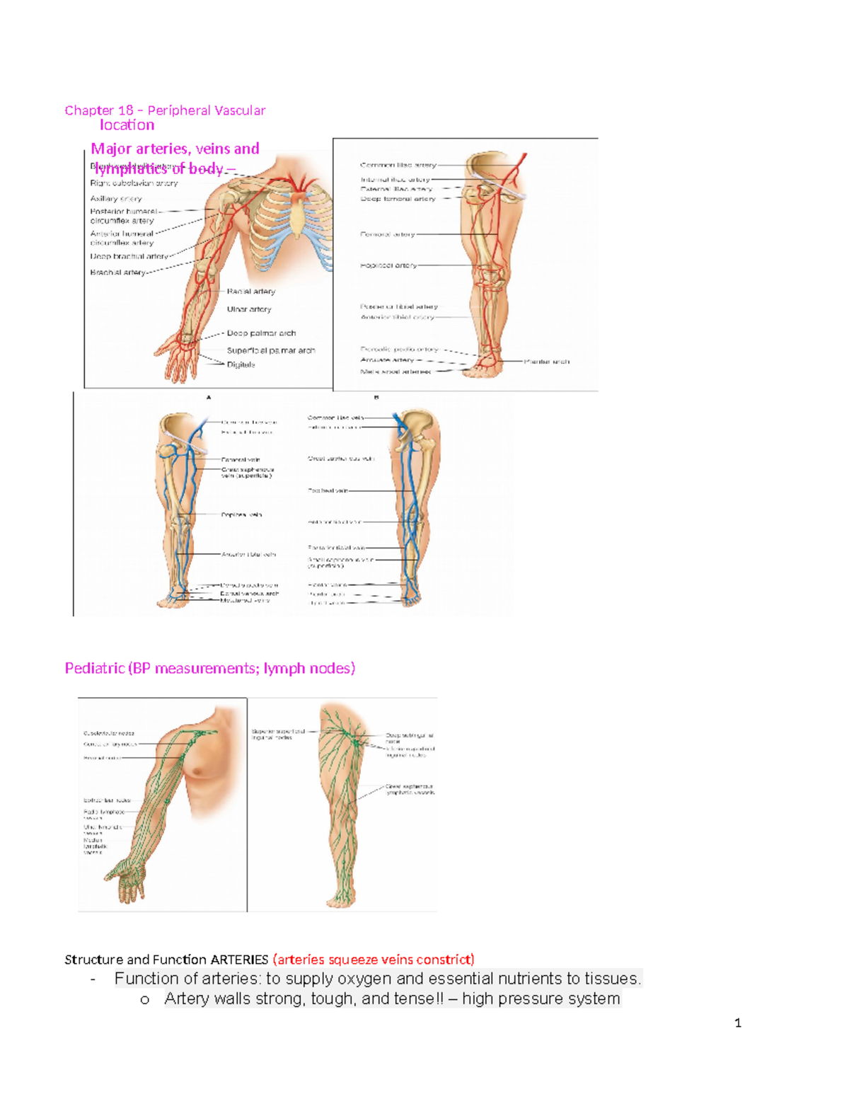 Chapter - 21 Peripheral Vascular System and Lymphatics - Major arteries ...