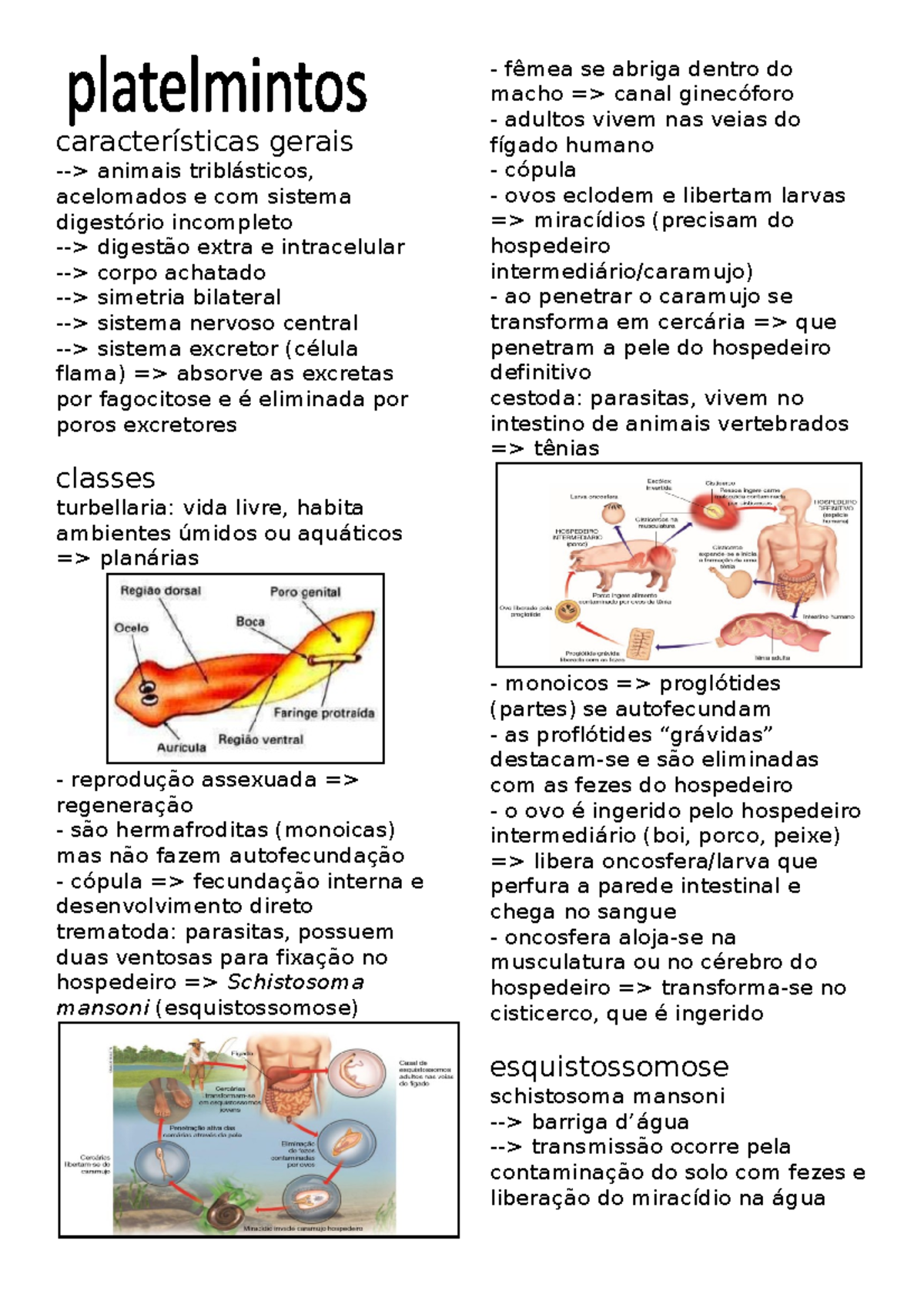 Platelmintos - resumo - características gerais -> animais triblásticos ...