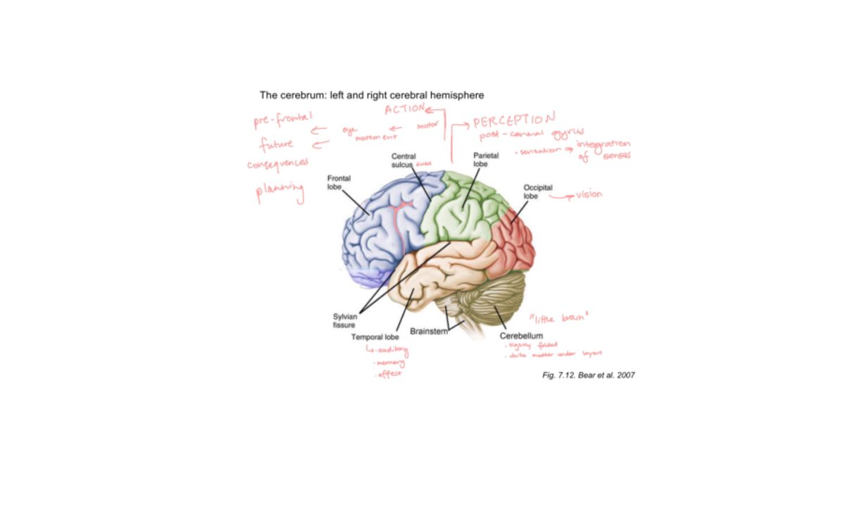 Week 1 MST flashcards - microscopy neural tissue >1838: considered a ...
