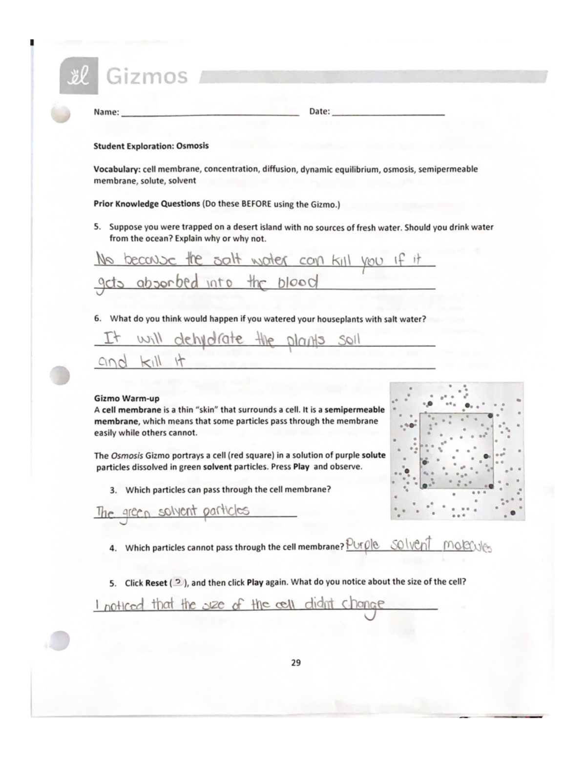 Student Exploration Osmosis SBI3C1 Mohawk College Studocu