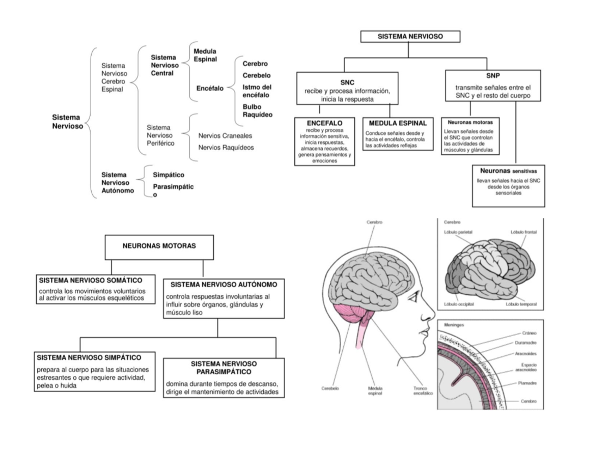 Sistema Nervioso - Guía Para Quiz - Biologia - Studocu