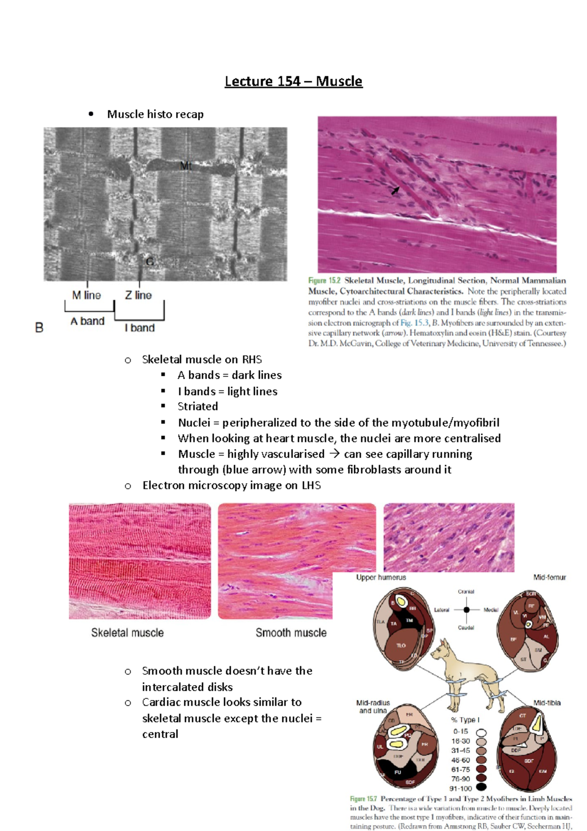Lecture 154 - Muscle - Lecture 154 – Muscle Muscle histo recap o ...