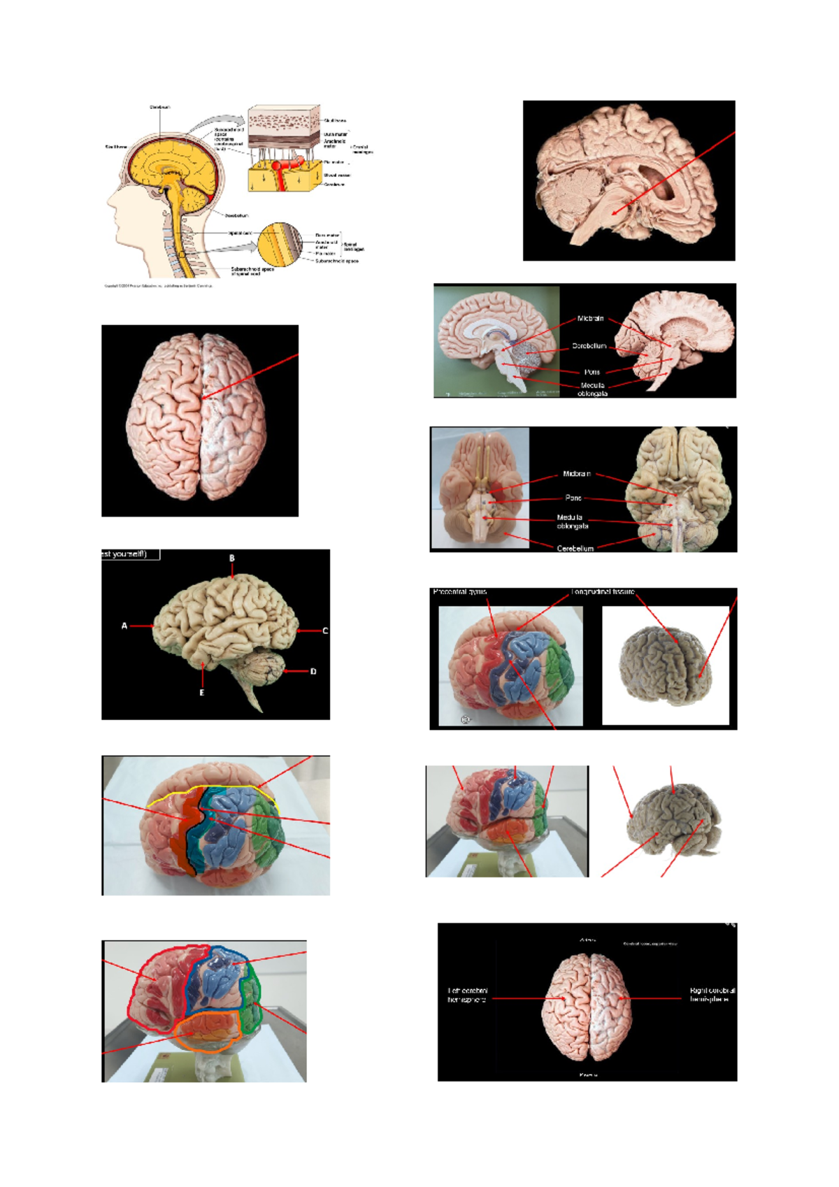 Central nervous system 1016msc - 1016MSC - Griffith - Studocu
