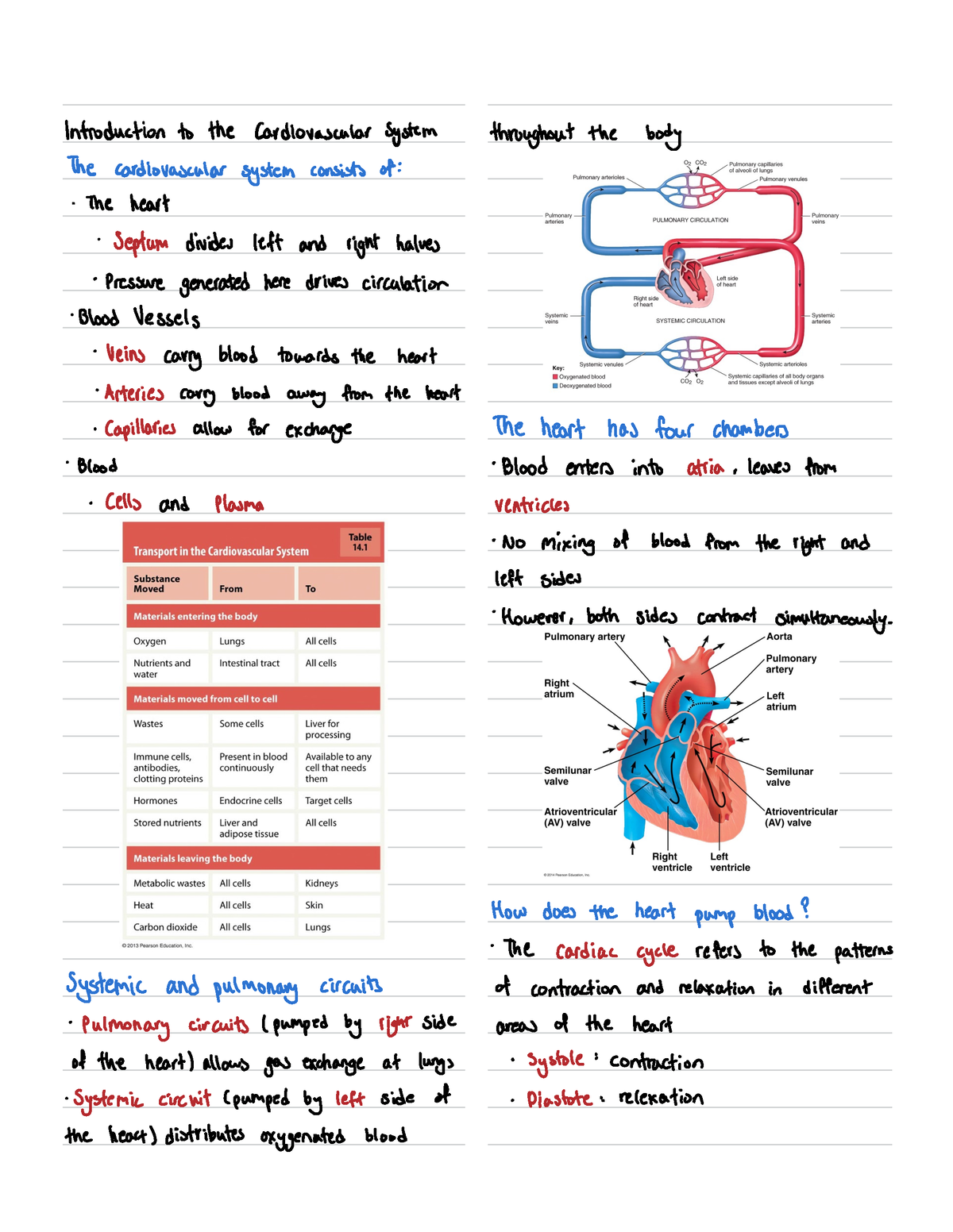 Module 5 - Introduction tothe Cardiovascular system throughoutthe body ...