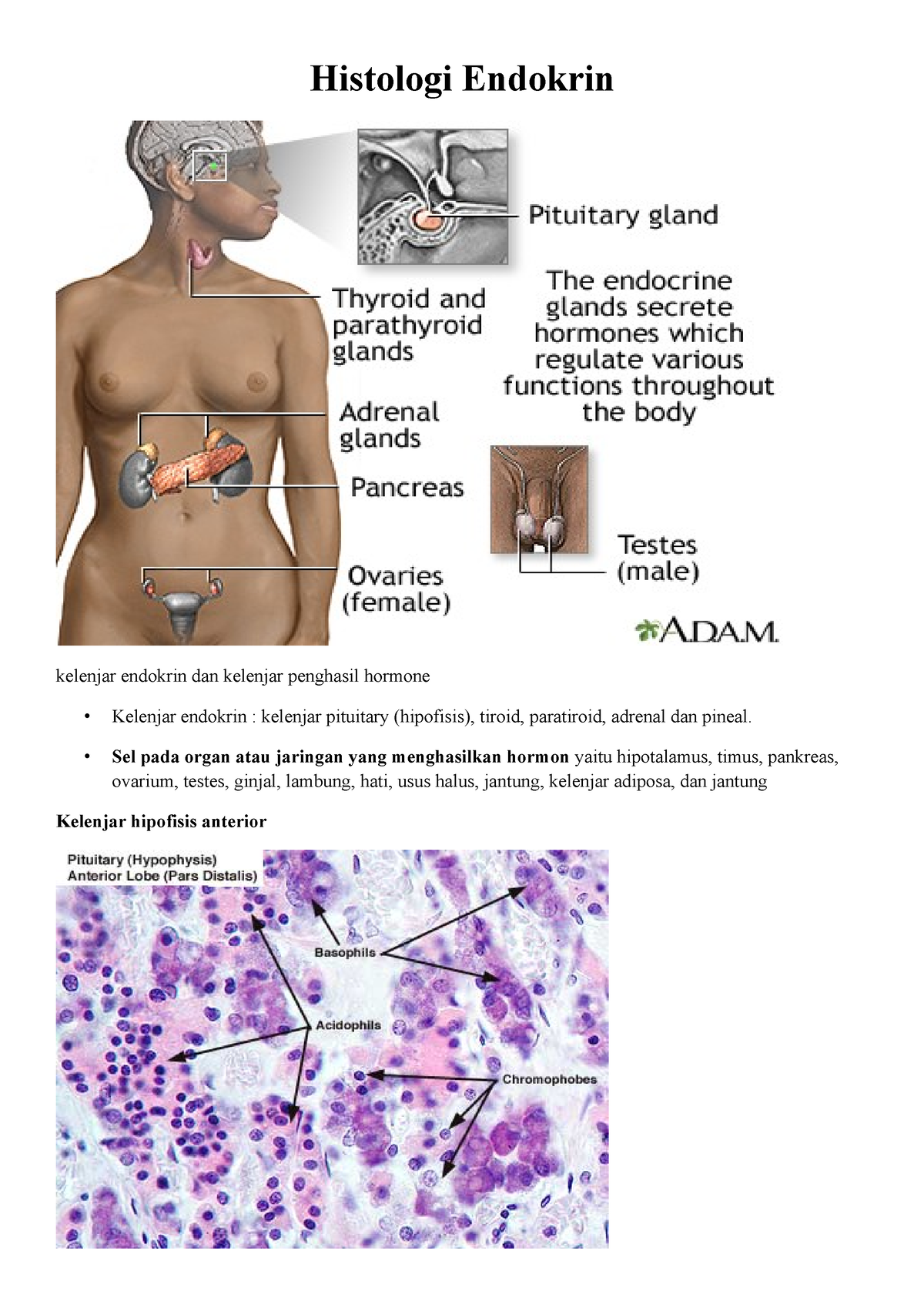 Histologi Endokrin Histologi Endokrin Kelenjar Endokrin Dan Kelenjar