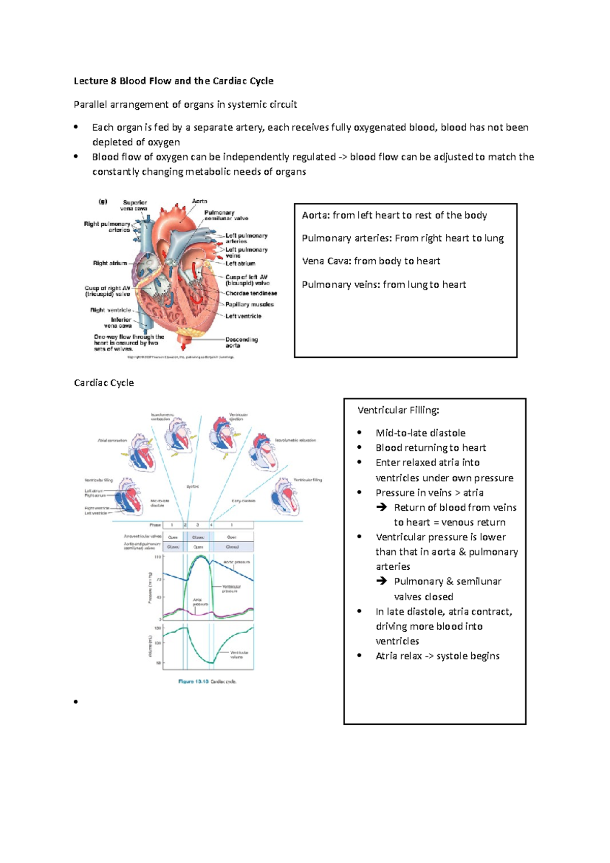 Lecture 8 Blood Flow and the Cardiac Cycle - Studocu