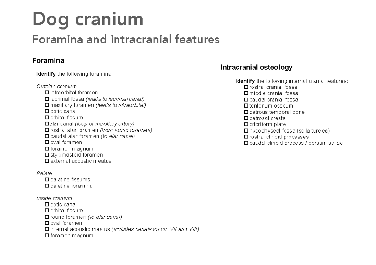 Dog cranium - foramina - Foramina Identify the following foramina ...