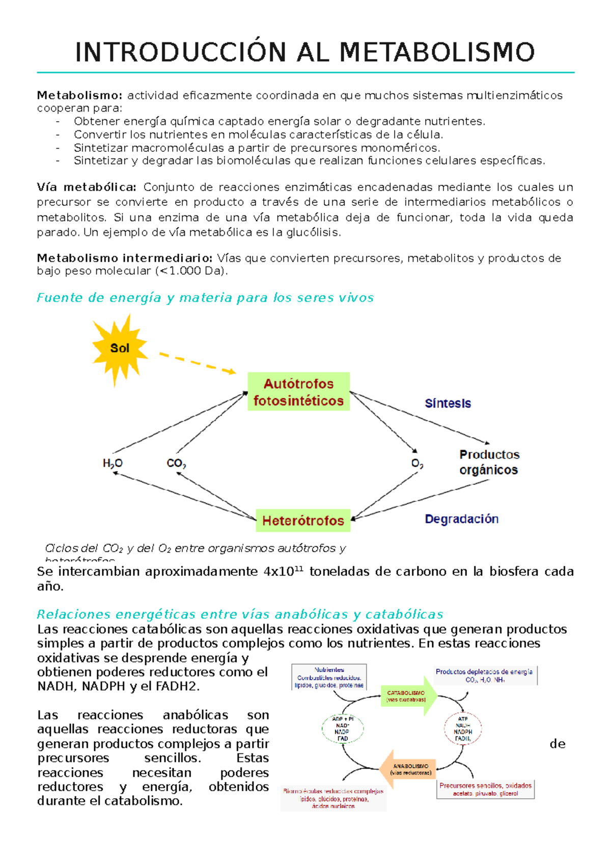 Introducción Al Metabolismo IntroducciÓn Al Metabolismo Metabolismo Actividad Eficazmente 6644