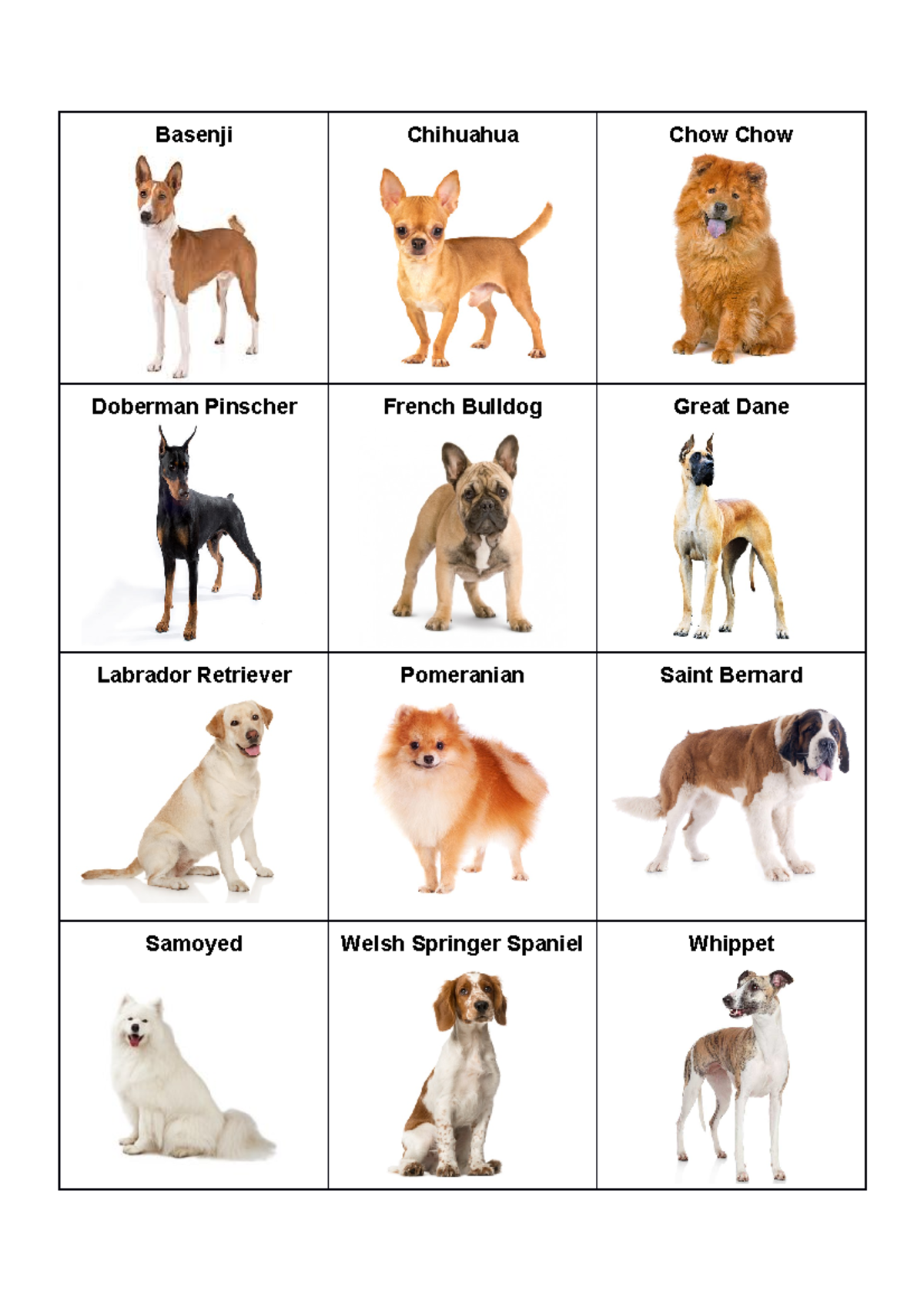 Dog breeds thermoregulation - Basenji Chihuahua Chow Chow Doberman ...