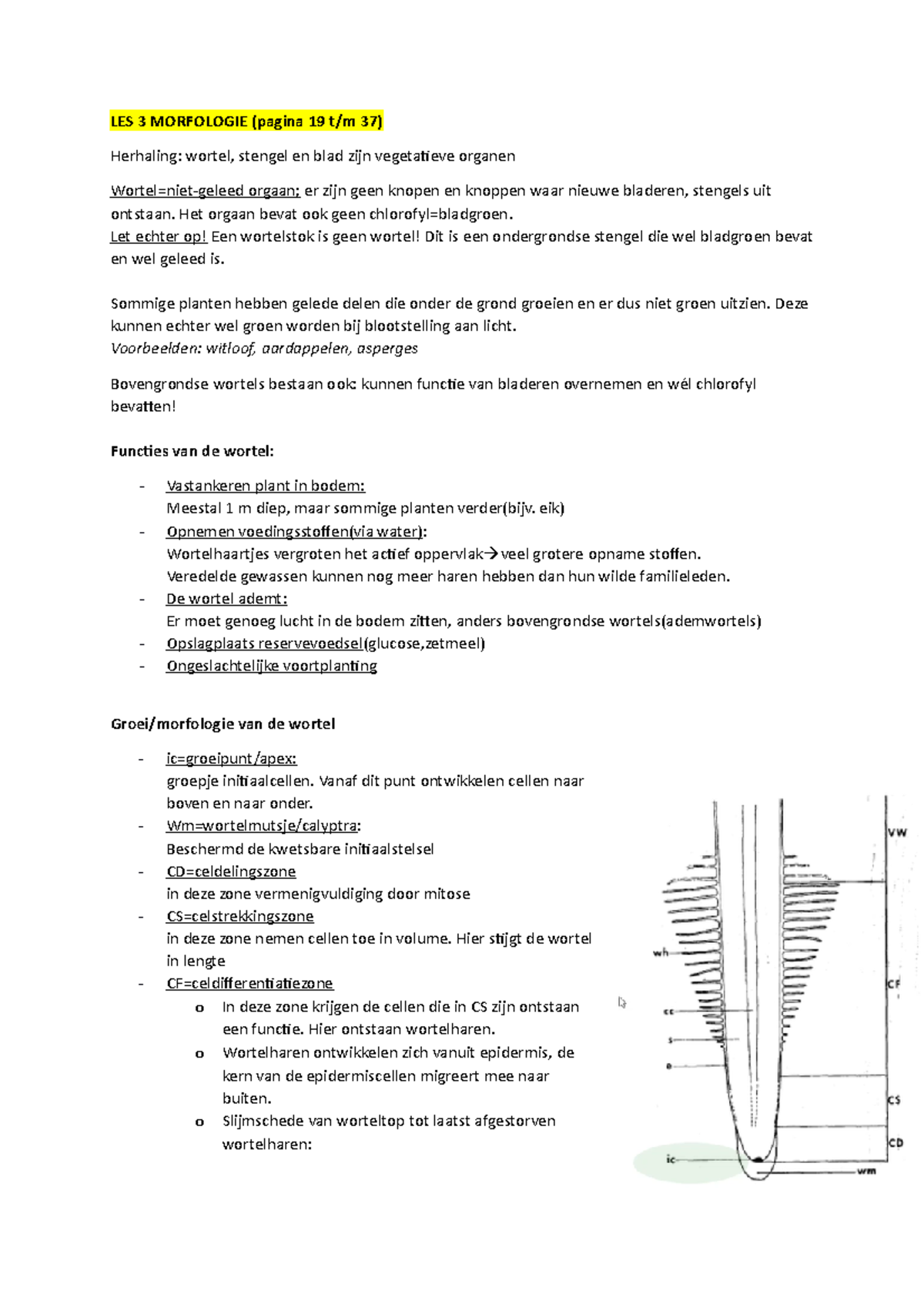 Plantkunde Samenvatting Les Les Morfologie Pagina T M Herhaling Wortel Stengel