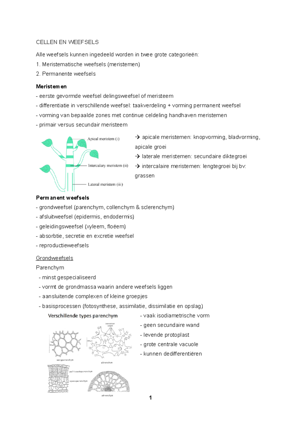 Partim Cellen En Weefsels - CELLEN EN WEEFSELS Alle Weefsels Kunnen ...