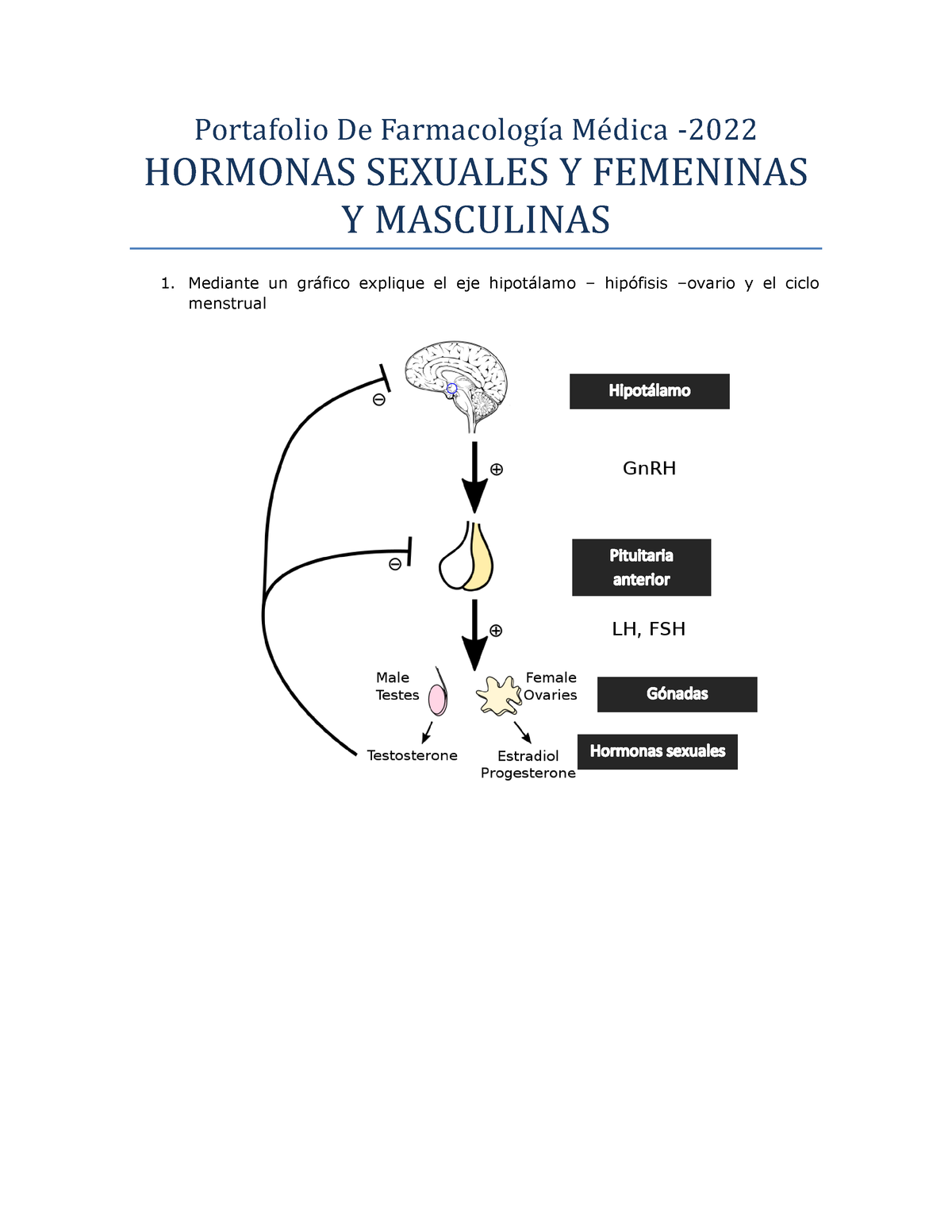 Portafolio Hormonas Sex Masculinas Y Femeninas Miguel Choquecota Portafolio De Farmacología 3230