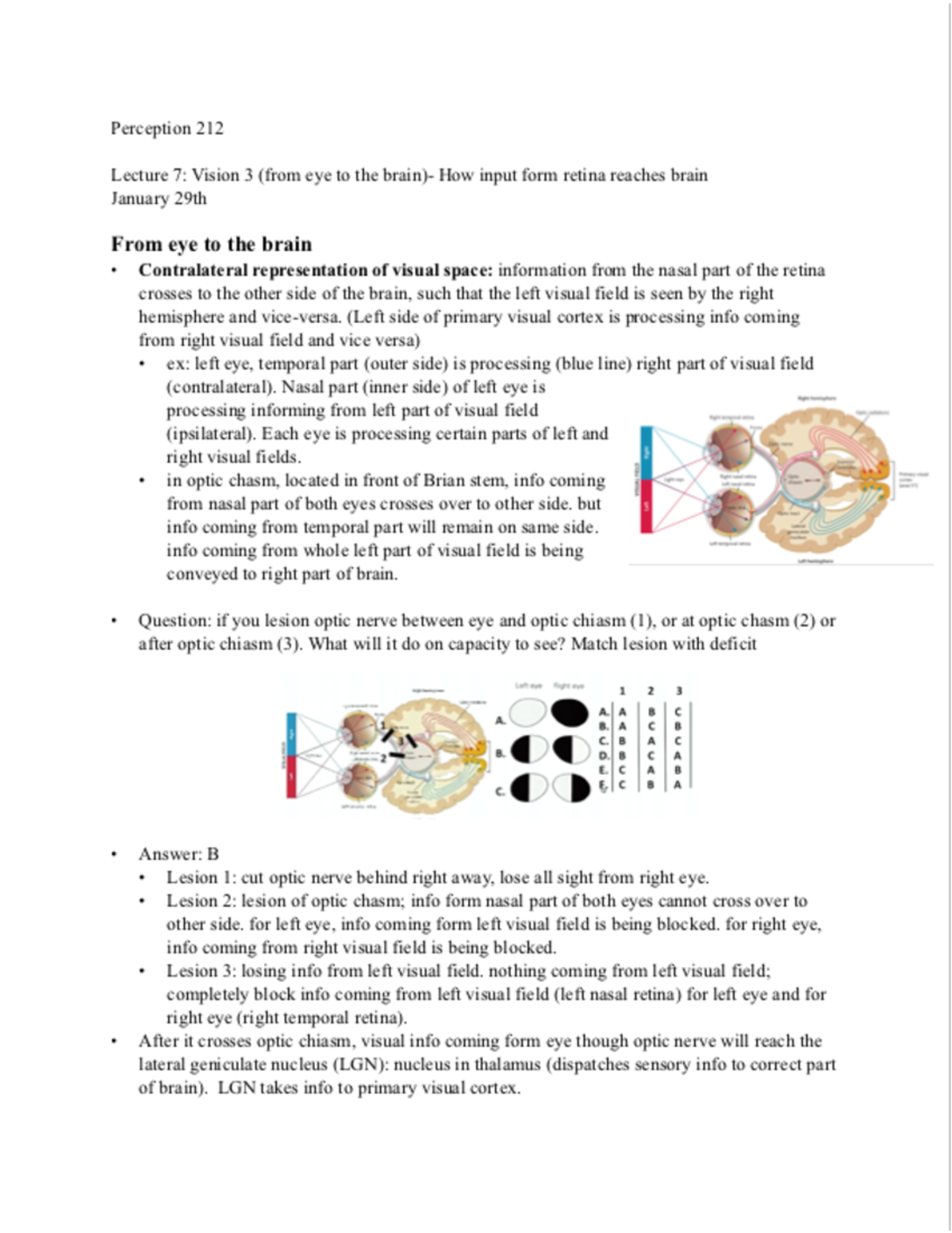 Lecture 7 - Perception 212 Lecture 7 : Vision 3 (from eye to the brain ...
