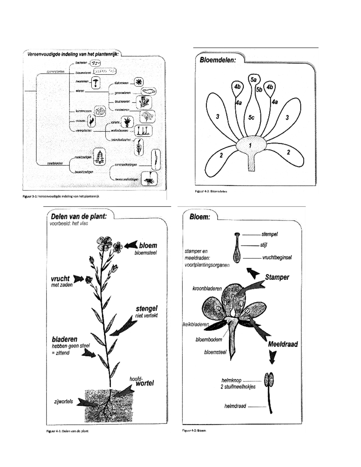 Plantkunde figuren - Vereenvoudigde indeling van het plantenrijk ...